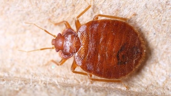 Bed bugs have shown a recent and rapid global expansion. (Shutterstock)