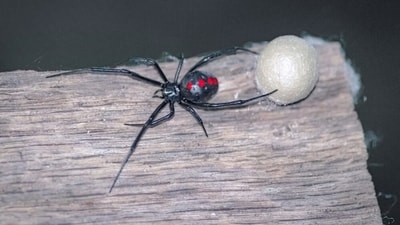 Female spiders contain a severe neurotoxic venom that is 15 times stronger than a rattlesnake bite and can kill fragile humans. (Unsplash) Female spiders contain a severe neurotoxic venom that is 15 times stronger than a rattlesnake bite and can kill fragile humans. (Unsplash)