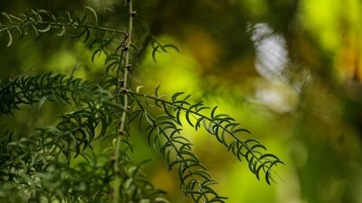 Shatavari: Shatavari supports reproductive health and ✓ enhances blood circulation. It help increase hemoglobin levels, especially in women. (Pixabay) Shatavari: Shatavari supports reproductive health and ✓ enhances blood circulation. It help increase hemoglobin levels, especially in women. (Pixabay)