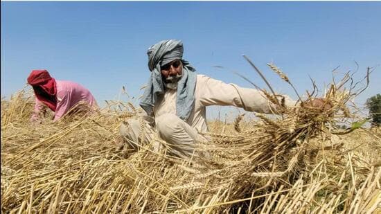 On May 15, the directorate of food, civil supplies and consumer affairs department wrote to the Union government seeking an extension of procurement by a week, highlighting delayed harvesting and daily arrival of wheat by atleast 20,000 MT. (HT File Photo)