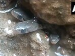 Snapshot of the snakes found in a home in Assam. Snapshot of the snakes found in a home in Assam.