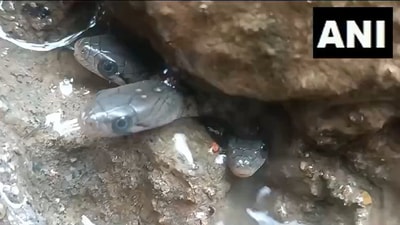 Snapshot of the snakes found in a home in Assam. (X/@ANI)