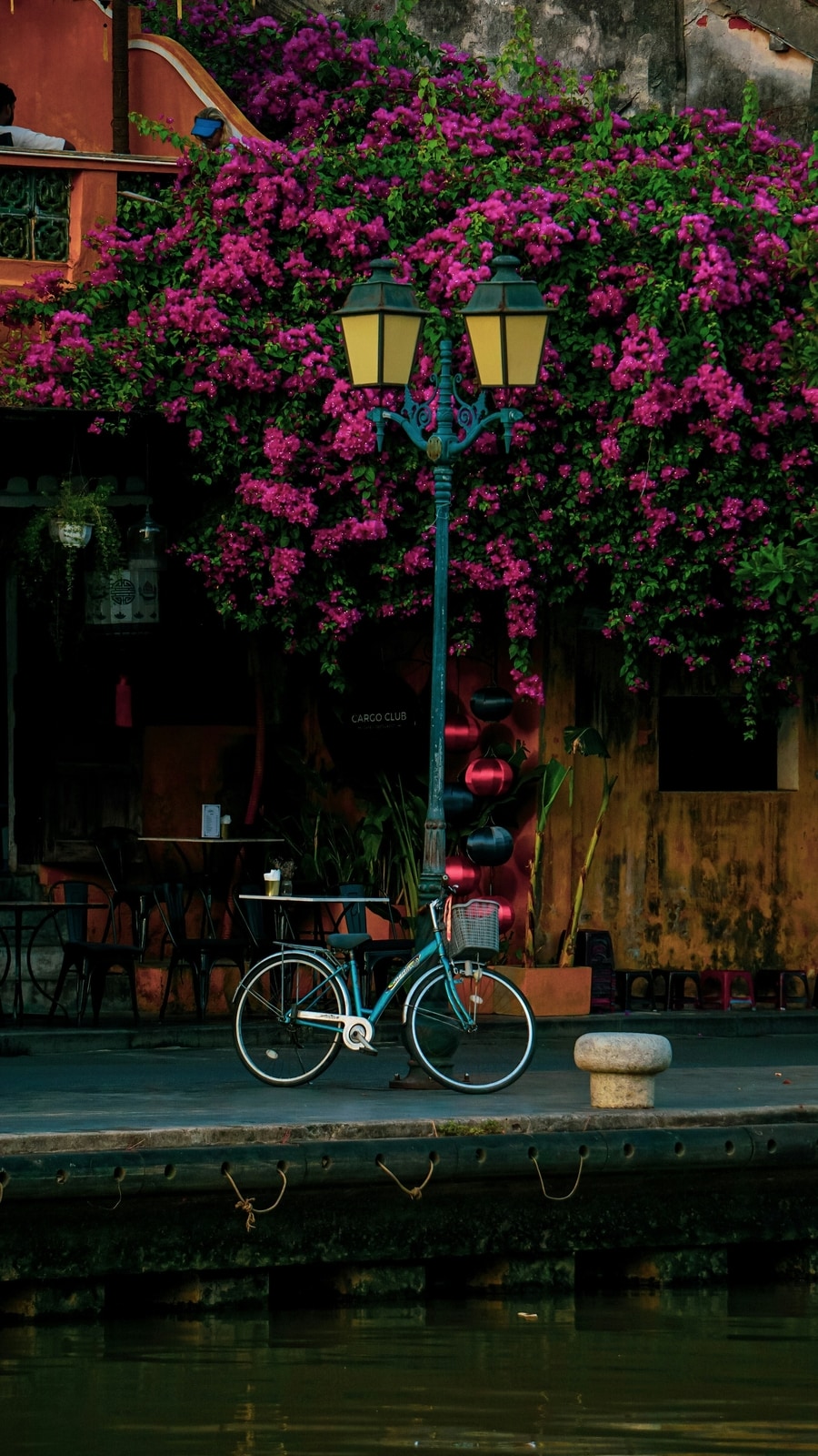 Bougainvillea