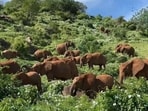 Brain Teaser: Only those with eagle eyes can count all the elephants in a video shared on X. Are you among them? Brain Teaser: Only those with eagle eyes can count all the elephants in a video shared on X. Are you among them?