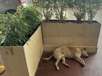 Mumbai: Dog sleeping in the premises of Taj Mahal Hotel. Mumbai: Dog sleeping in the premises of Taj Mahal Hotel.