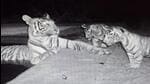 Tigress ST27 captured in camera with her two cubs in Tehla Forest Range in Rajasthan (HT/Sourced Photo)