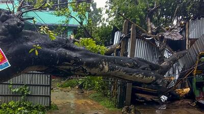 An uprooted tree after the landfall of cyclone Remal in Agartala, Tripura on May 27. (PTI Photo)