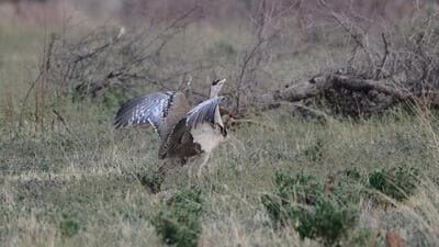 Maharashtra is among the few states in the country where GIBs are seen. The GIB is a most protected category of bird and has been declared as an endangered bird by the International Union for Conservation of Nature (IUCN). (HT PHOTO)