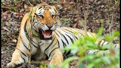 Moharli’s range forest officer Santosh Thipe said Chandra Chikram’s husband has been given ex-gratia assistance of ₹50,000 (FILE PHOTO) Moharli’s range forest officer Santosh Thipe said Chandra Chikram’s husband has been given ex-gratia assistance of ₹50,000 (FILE PHOTO)