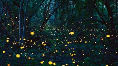 Before the advent of the rains, groups of people head out into smaller villages and other spots to view millions of fireflies lighting up the night (Shutterstock)