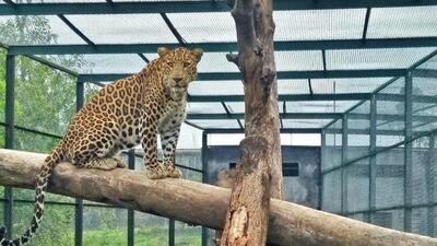 The state government had also submitted to the central government a proposal for controlling the birthrate of leopards. (HT FILE) The state government had also submitted to the central government a proposal for controlling the birthrate of leopards. (HT FILE)