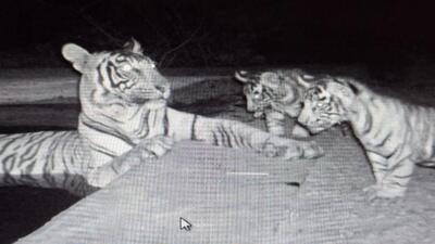 Tigress ST27 captured in camera with her two cubs in Tehla Forest Range in Rajasthan (HT/Sourced Photo)