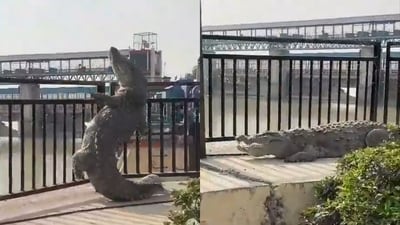 UP: Massive 10-foot-long crocodile trying to climb the railing in Bulandshahr. (X/@SachinGuptaUP) UP: Massive 10-foot-long crocodile trying to climb the railing in Bulandshahr. (X/@SachinGuptaUP)