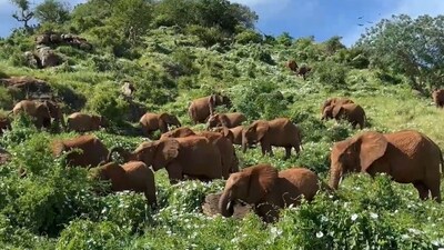 Brain Teaser: Only those with eagle eyes can count all the elephants in a video shared on X. Are you among them? (X/@SheldrickTrust) Brain Teaser: Only those with eagle eyes can count all the elephants in a video shared on X. Are you among them? (X/@SheldrickTrust)