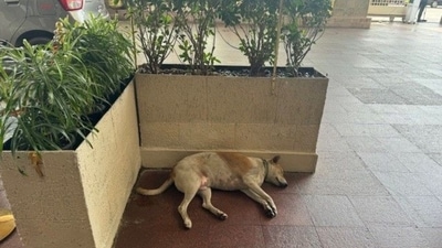 Mumbai: Dog sleeping in the premises of Taj Mahal Hotel. (LinkedIn/Rubi Khan) Mumbai: Dog sleeping in the premises of Taj Mahal Hotel. (LinkedIn/Rubi Khan)