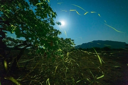 Fireflies adding beauty to the night at Tamhini Ghat (Nikhil Bagul)