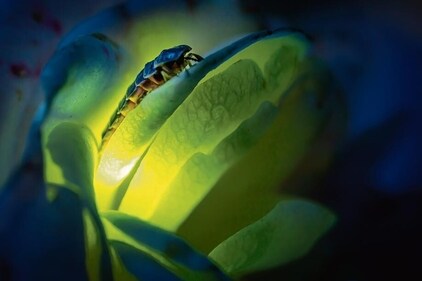 The glow of the fireflies is beautiful as they turn the surroundings into a visual spectacle (Shutterstock)