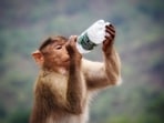 UP: The cop pumped the chest of the monkey, who fell unconscious due to extreme heat, for 45 minutes. 