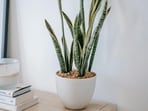 snake_plant_pexel