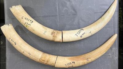 The seized elephant tusks. (Sourced photo) The seized elephant tusks. (Sourced photo)