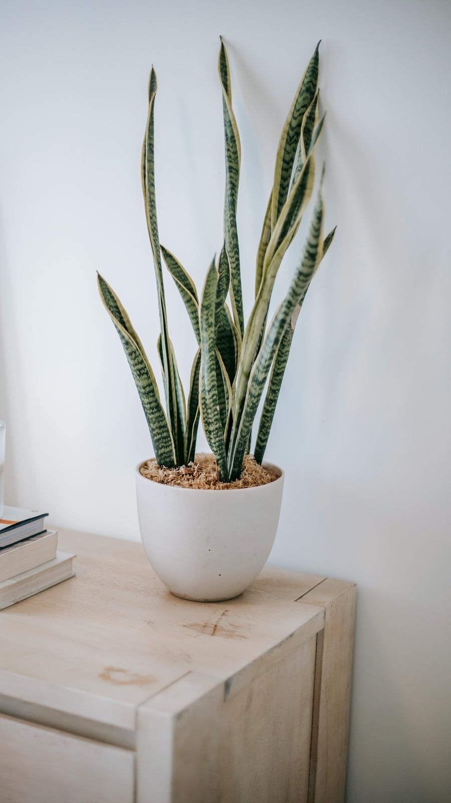 snake_plant_pexel