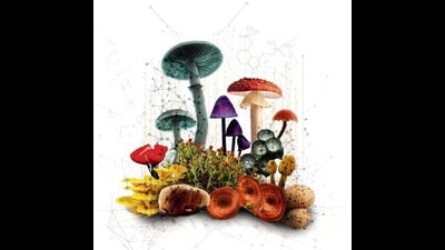Spot the Pezizomycetes or fungi cap, Psilocybin cubensis, Mycena, Amanita muscaria, Cyathus striatus or fluted bird’s nest, Leucocoprinus birnbaumii or flower pot parasol, Coltricia cinnamomea, and Hericium erinaceus mushroom or lion’s mane. (Shutterstock;Adobe Stock) Spot the Pezizomycetes or fungi cap, Psilocybin cubensis, Mycena, Amanita muscaria, Cyathus striatus or fluted bird’s nest, Leucocoprinus birnbaumii or flower pot parasol, Coltricia cinnamomea, and Hericium erinaceus mushroom or lion’s mane. (Shutterstock;Adobe Stock)