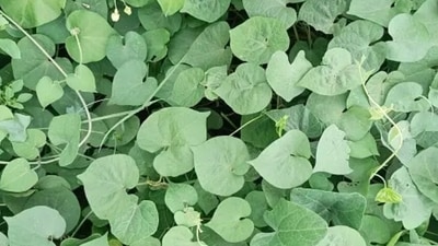 4. Guduchi: This immunity-boosting herb increases your body’s resistance to infections, fortifying your natural defenses. (Unsplash) 4. Guduchi: This immunity-boosting herb increases your body’s resistance to infections, fortifying your natural defenses. (Unsplash)