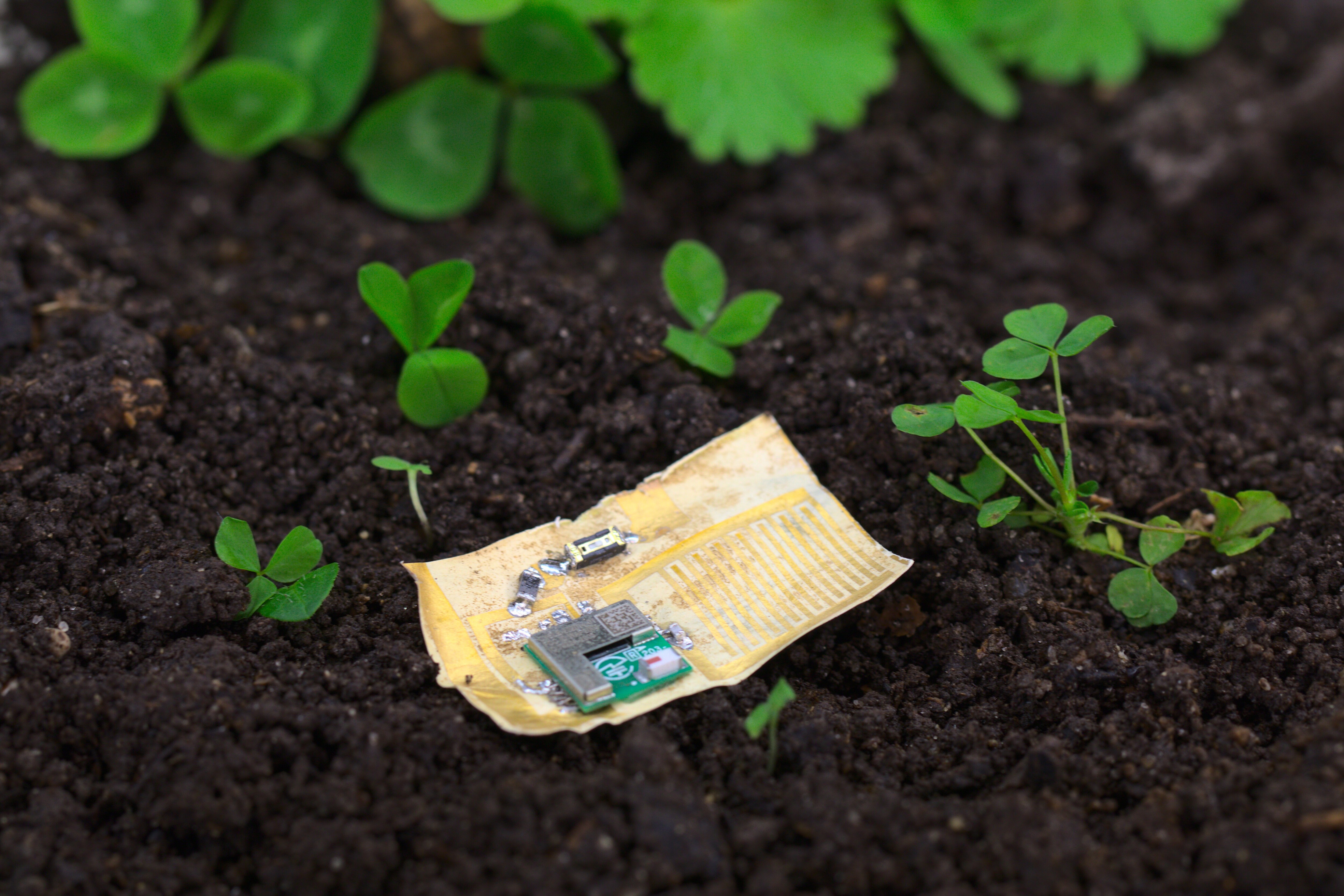 The mycelium circuit board decomposes in compost in 11 days. (Soft Matter Physics Division, Johannes Kepler University) The mycelium circuit board decomposes in compost in 11 days. (Soft Matter Physics Division, Johannes Kepler University)