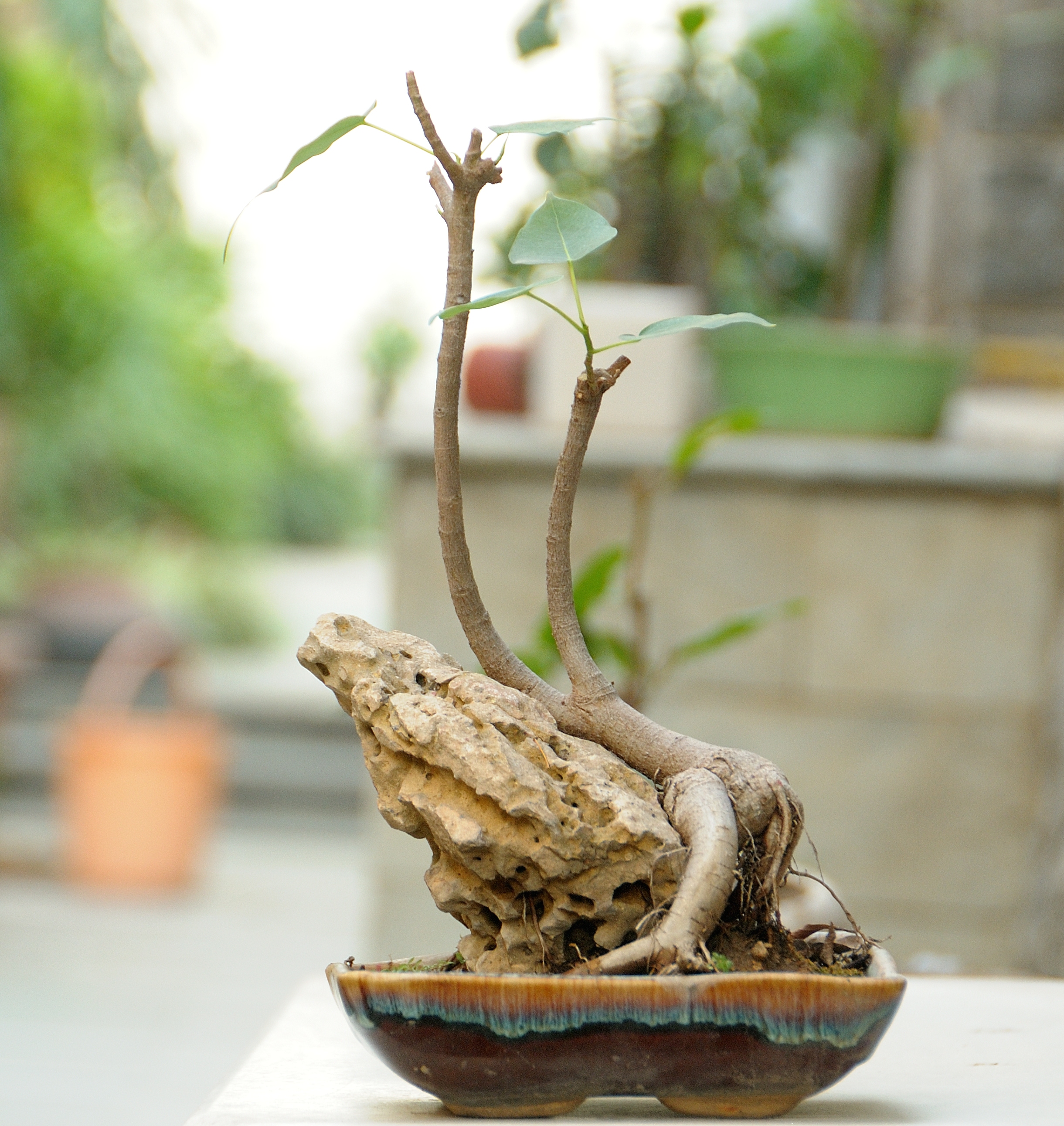 “Now, I look around my garden and see many peepal bonsais everywhere” (Prerna Jain) “Now, I look around my garden and see many peepal bonsais everywhere” (Prerna Jain)