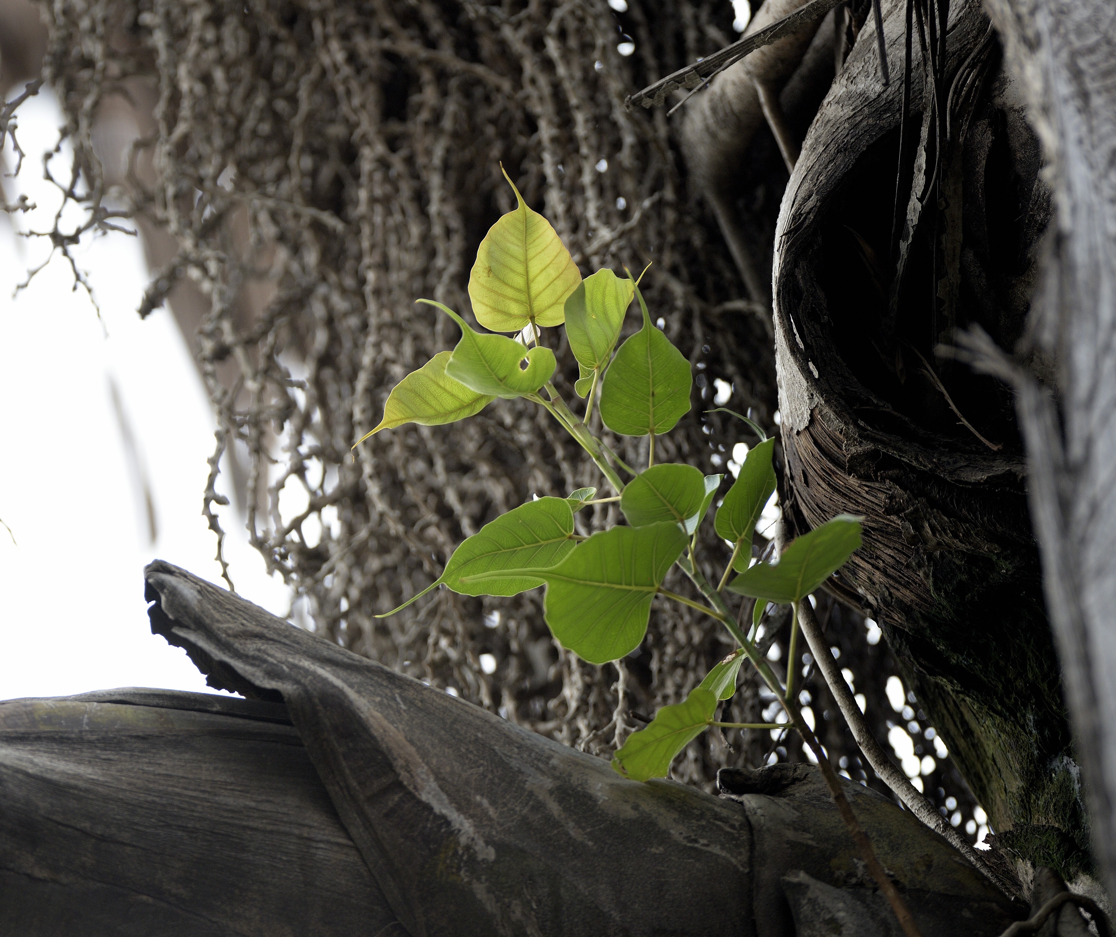 “The resulting sapling enjoyed the hospitable environment and didn’t just survive, it began competing with the palm for space and resources.” (Prerna Jain) “The resulting sapling enjoyed the hospitable environment and didn’t just survive, it began competing with the palm for space and resources.” (Prerna Jain)