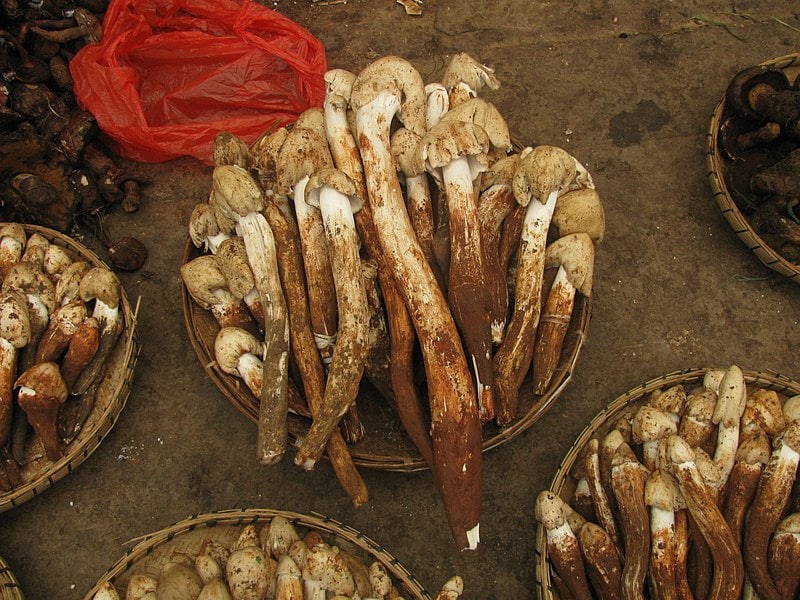 Termitomyces heimii, the mushroom that grows on termite hills in Goa. (Wikimedia Commons) Termitomyces heimii, the mushroom that grows on termite hills in Goa. (Wikimedia Commons)