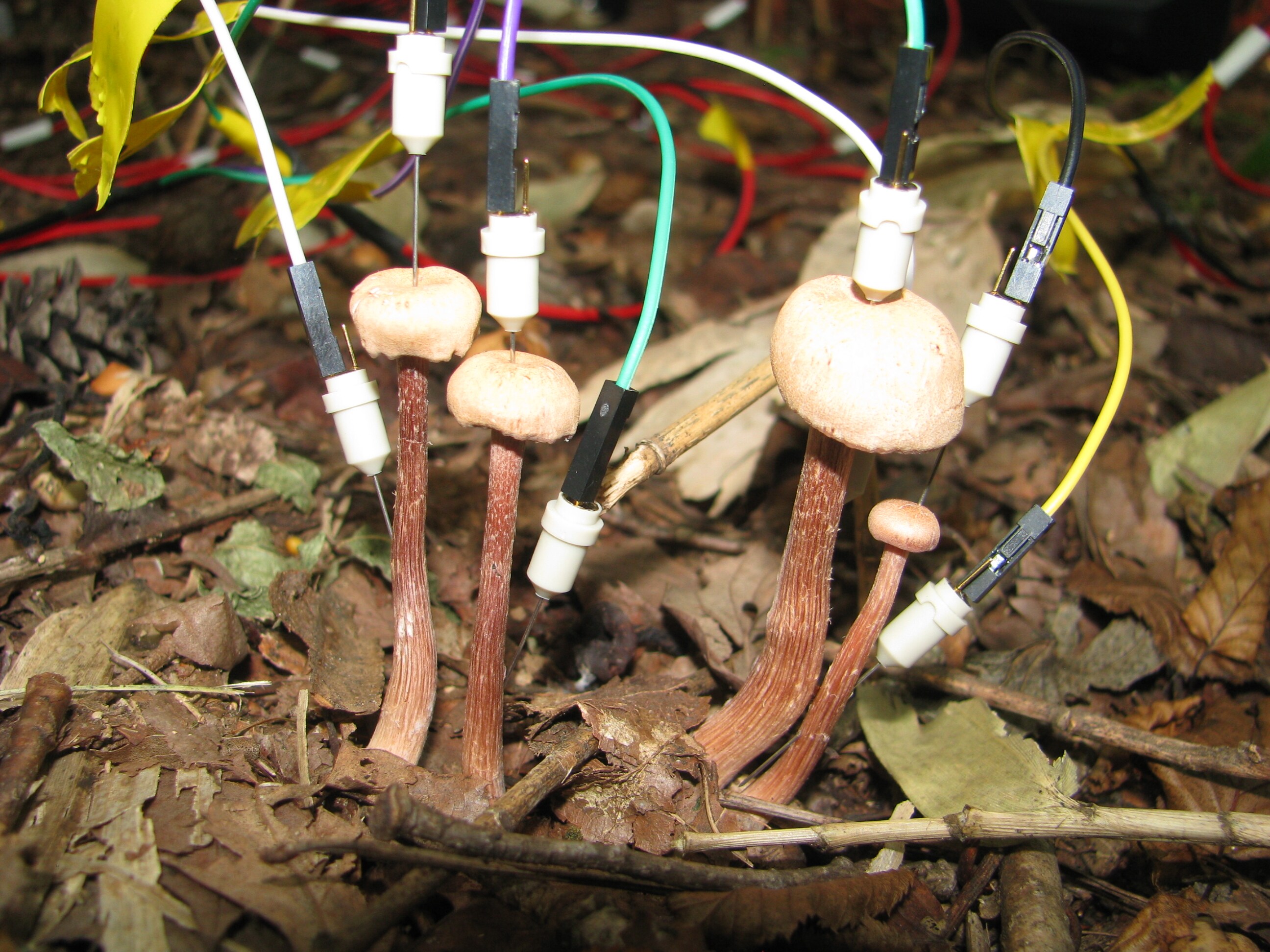 Electrodes attached to six mushrooms in a forest in Japan helped the scientists tune into their “electric chatter”. (Yu Fukasawa) Electrodes attached to six mushrooms in a forest in Japan helped the scientists tune into their “electric chatter”. (Yu Fukasawa)