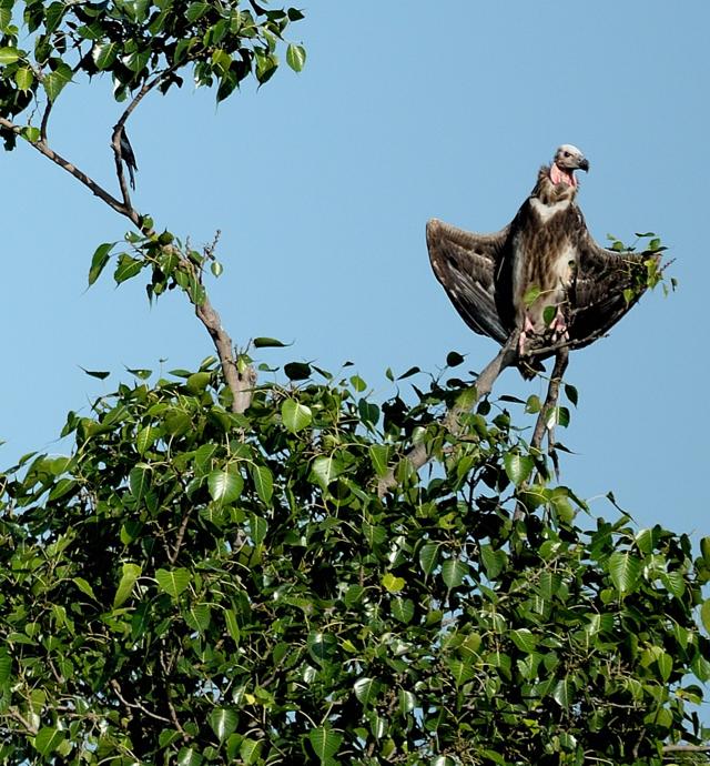 “Not only do these large trees produce tons of oxygen, they shelter a whole ecosystem and are home to birds, squirrels, insects, and microbes.” (Prerna Jain) “Not only do these large trees produce tons of oxygen, they shelter a whole ecosystem and are home to birds, squirrels, insects, and microbes.” (Prerna Jain)