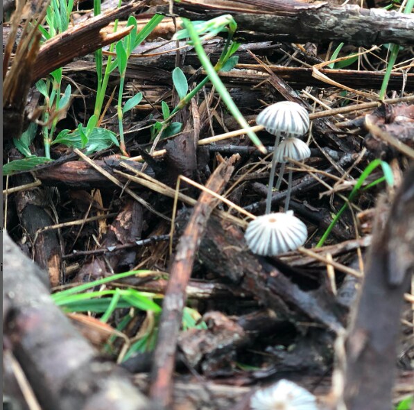 The little white specks in Voelker’s vineyard. These are the mushrooms of the mycorrhizal fungi. (2NaturKinder) The little white specks in Voelker’s vineyard. These are the mushrooms of the mycorrhizal fungi. (2NaturKinder)