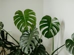 monstera_pexel