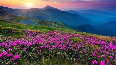 Uttarakhand: Iconic Valley of Flowers National Park reopens for tourist season 2024 (Photo by Twitter/archeohistories) Uttarakhand: Iconic Valley of Flowers National Park reopens for tourist season 2024 (Photo by Twitter/archeohistories)