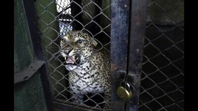 On March 4, Sachin, an eight-year-old male leopard, escaped from its enclosure, where he was kept for quarantine. (HT PHOTO) On March 4, Sachin, an eight-year-old male leopard, escaped from its enclosure, where he was kept for quarantine. (HT PHOTO)