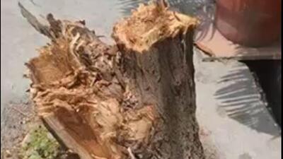 The forest department has been directed to order an inquiry and apprise the chief conservator about the situation through a report. (HT Photo) The forest department has been directed to order an inquiry and apprise the chief conservator about the situation through a report. (HT Photo)