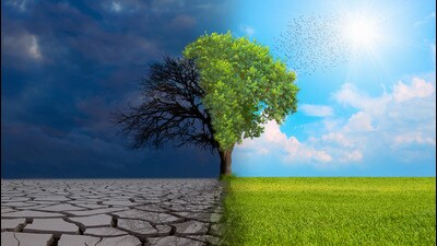 Though everyone cannot plant mini forests, there are organisations like Eco Sikhs which are assisting those desirous of planting volumes of trees. (Shutterstock) Though everyone cannot plant mini forests, there are organisations like Eco Sikhs which are assisting those desirous of planting volumes of trees. (Shutterstock)