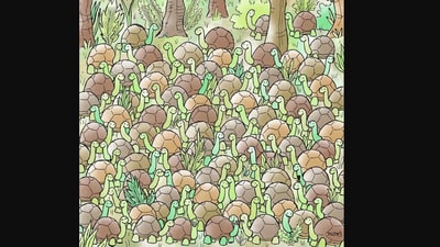 Brain teaser: Where is the snake hiding in this sea of turtles? Did you manage to spot it? (Instagram/@reddit) Brain teaser: Where is the snake hiding in this sea of turtles? Did you manage to spot it? (Instagram/@reddit)