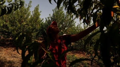 An olive farmer in Portugal (Rafael Marchante / REUTERS) An olive farmer in Portugal (Rafael Marchante / REUTERS)