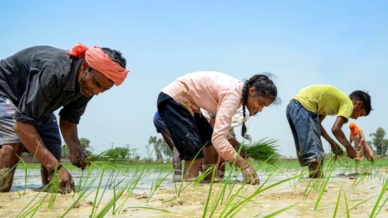 The allure of higher yields and government support through Minimum Support Price (MPS) schemes entices farmers to defy the Pusa-44 ban (HT Photo)