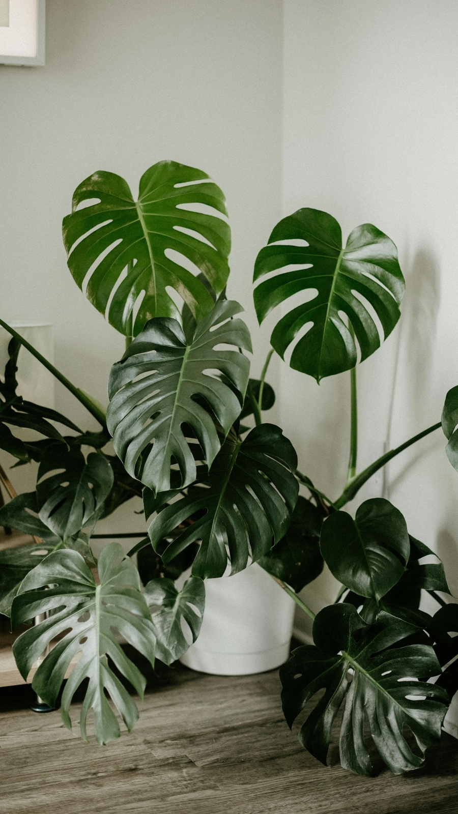 monstera_pexel