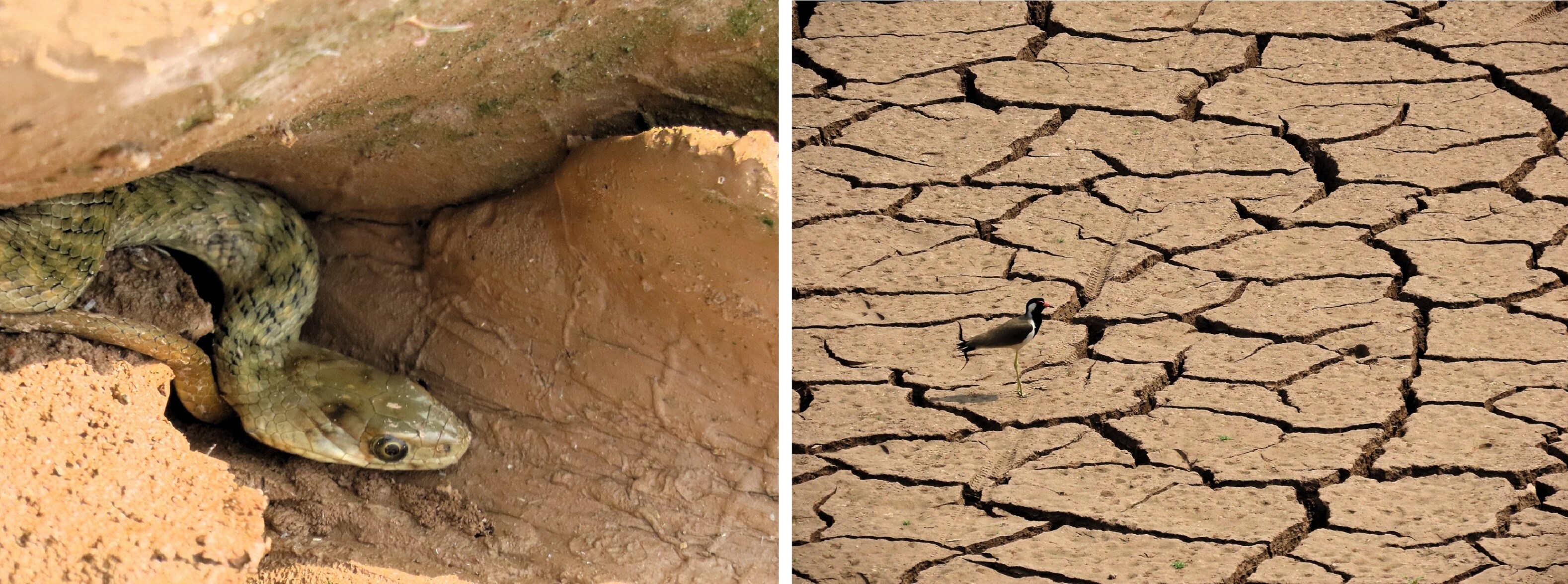A water snake marooned in the parched mud of Perch dam and (right) a lapwing mourns the mosaic of widening cracks on its silted surface. (RAJESH KHURANA) A water snake marooned in the parched mud of Perch dam and (right) a lapwing mourns the mosaic of widening cracks on its silted surface. (RAJESH KHURANA)