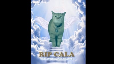 Cala's human parent, Elizabeth, announced that her cat passed away. Cala's human parent, Elizabeth, announced that her cat passed away.