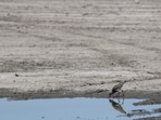 In the context of a warming planet due to human-caused climate change, scientists say that cooling effect may be minuscule. (Reuters/File)