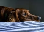 Dogs often hide their pain due to instincts inherited from their wild ancestors, making it challenging for owners to detect when something is wrong. 