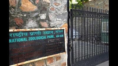 Following the death of the antelope, the Delhi zoo is now left with eight chinkara. (File Photo) Following the death of the antelope, the Delhi zoo is now left with eight chinkara. (File Photo)