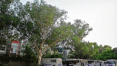 Trees at UPSRTC regional workshop at Vibhuti Khand, Gomti Nagar, Lucknow. (HT Photo)