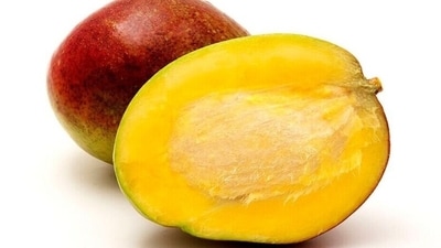 The guthli or seed of an unripe mango is edible, while it has to be powdered in case of a ripe mango. In any case, the mango seed is quite nutrient-dense and has truckloads of micronutrients and antioxidants. The guthli or seed of an unripe mango is edible, while it has to be powdered in case of a ripe mango. In any case, the mango seed is quite nutrient-dense and has truckloads of micronutrients and antioxidants.